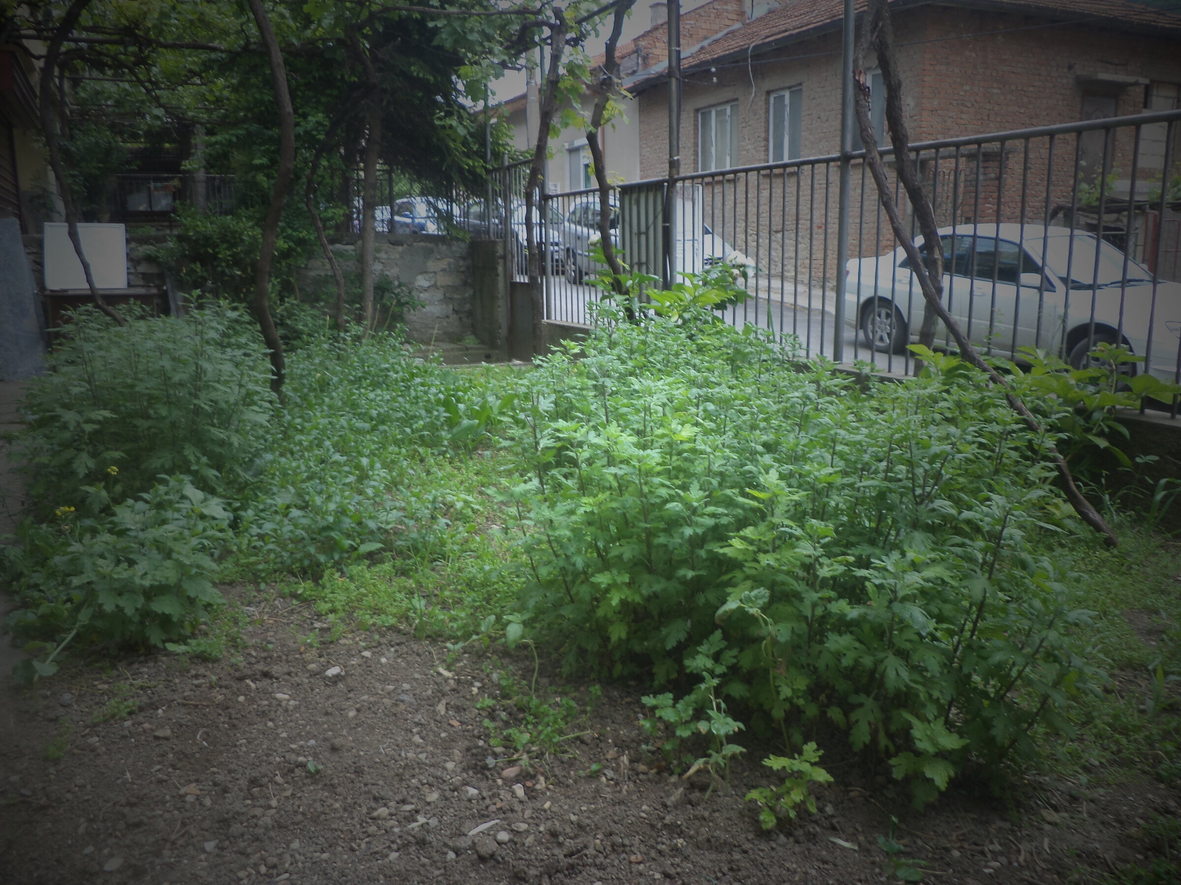 DSC00374.JPG