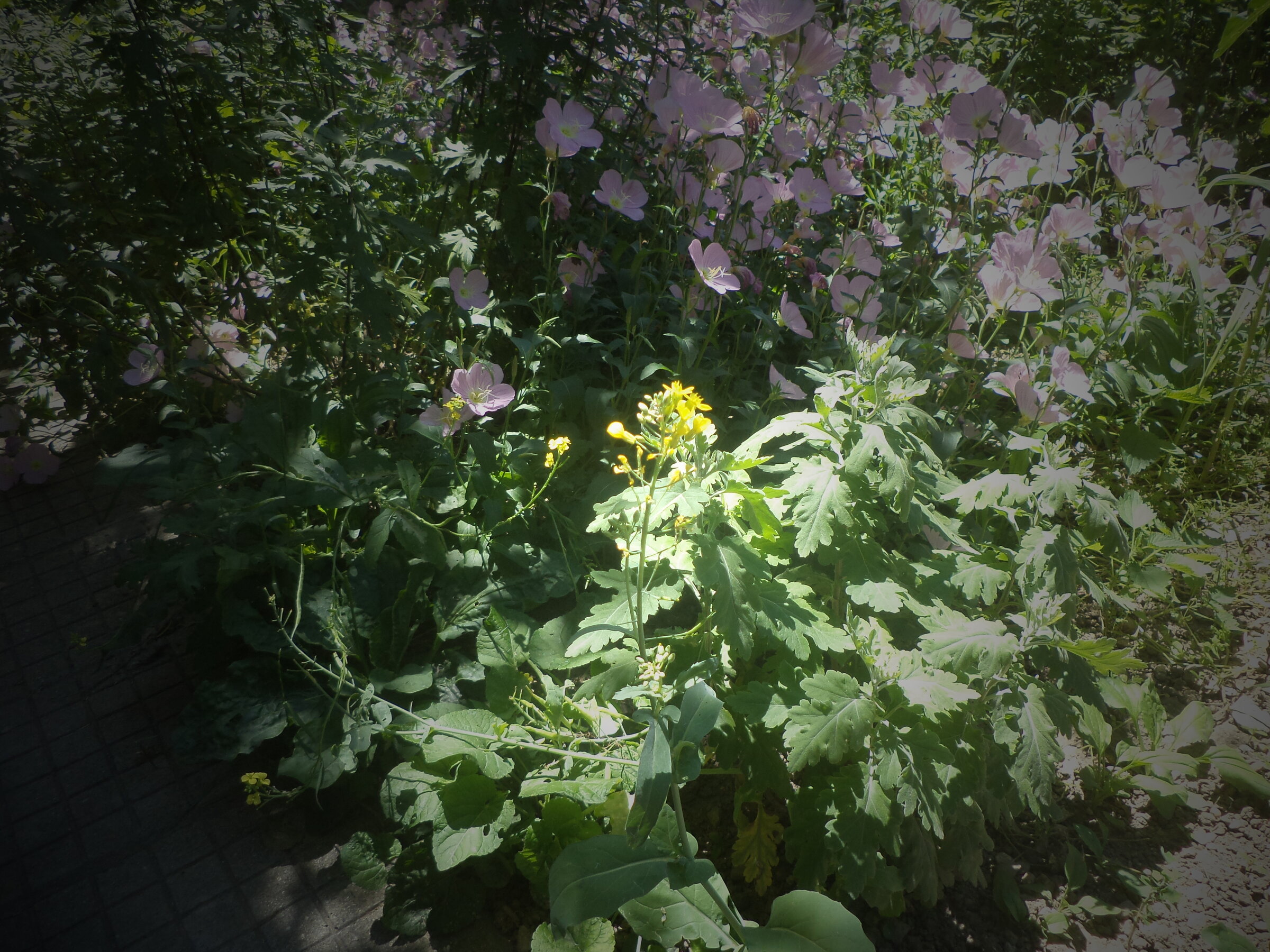 DSC00392.JPG