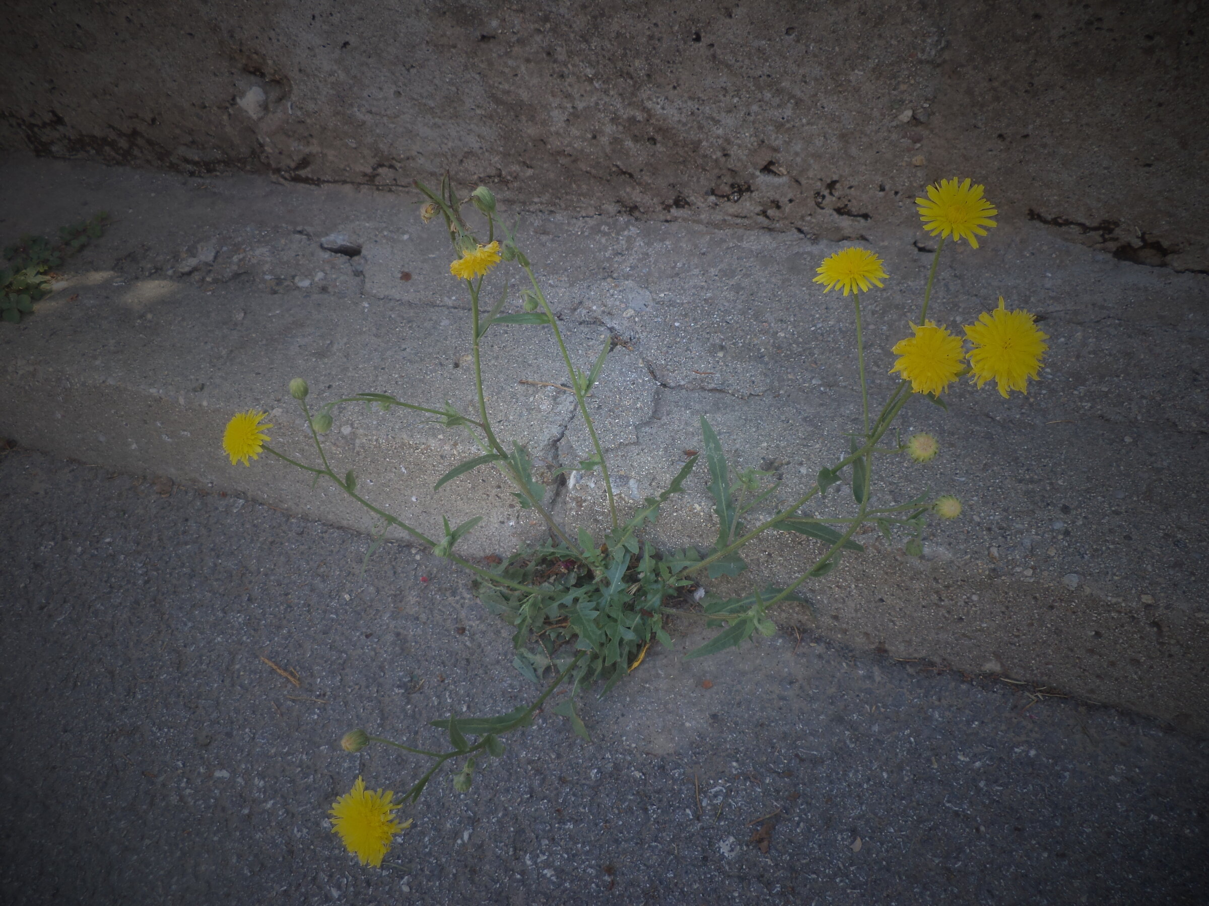 DSC00464.JPG