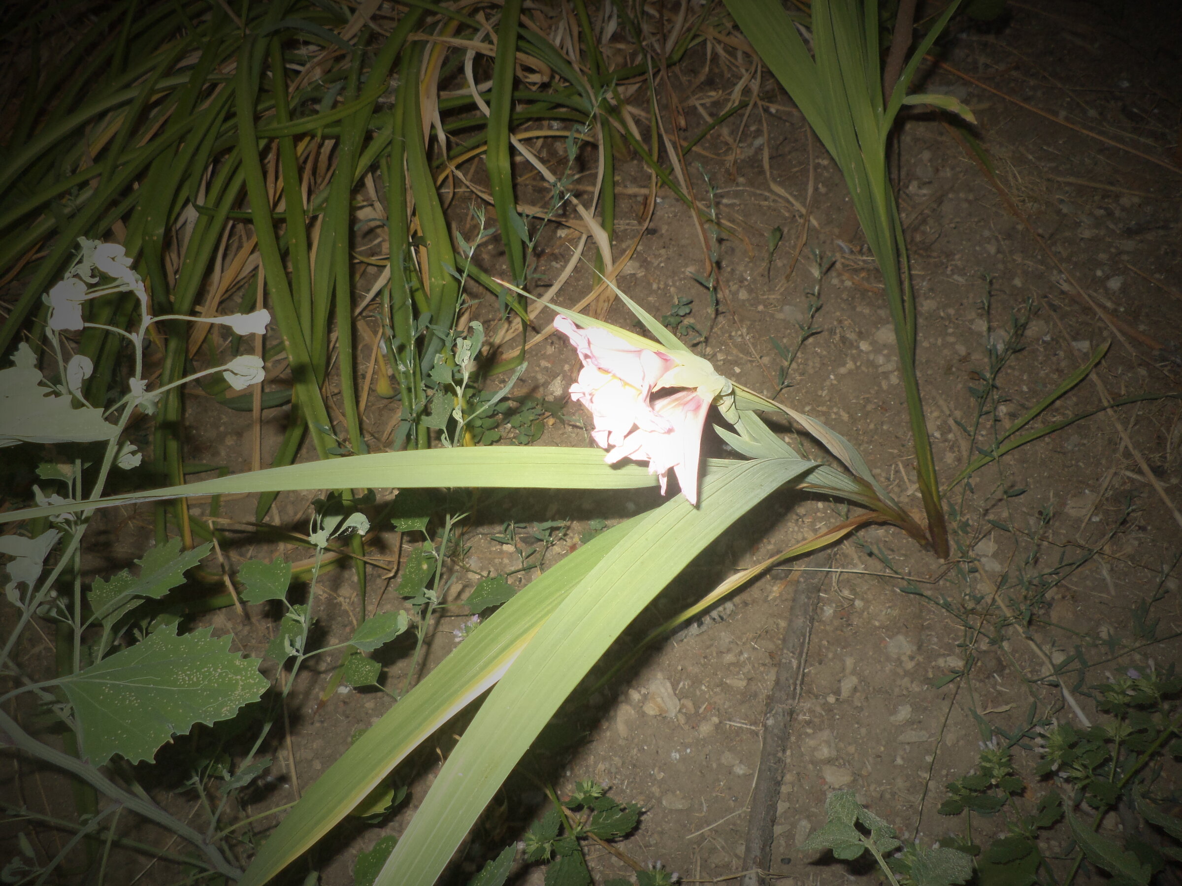 DSC00519.JPG