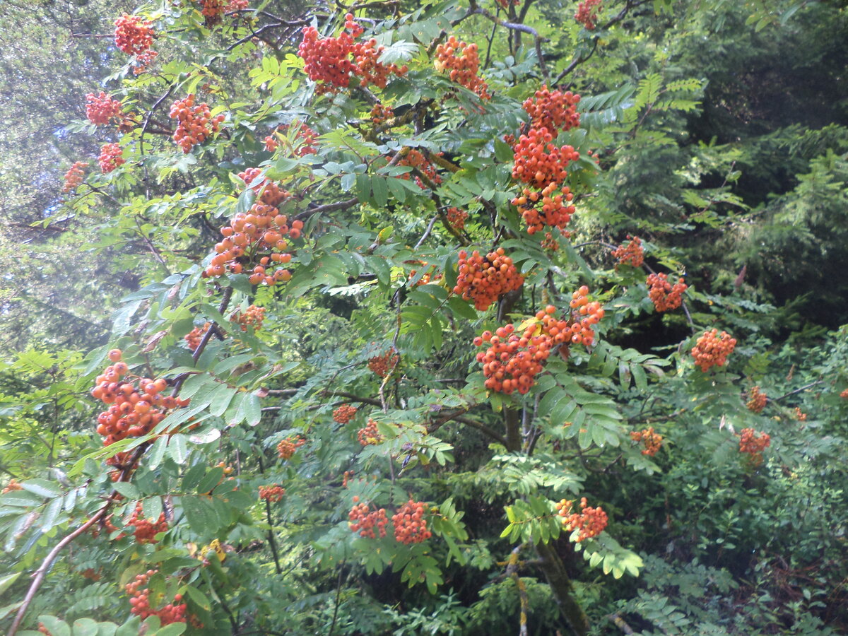 DSC00777.JPG