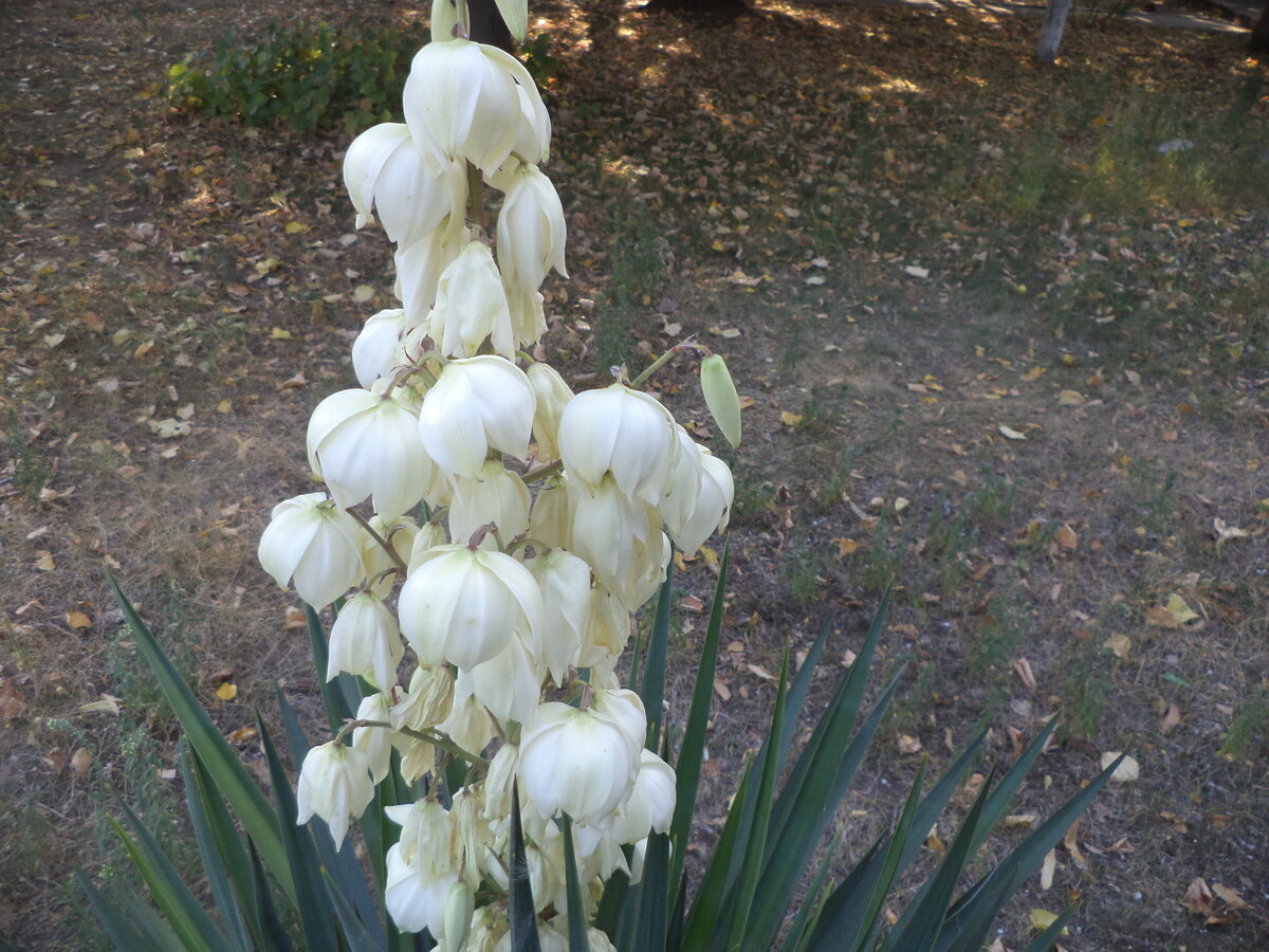 DSC00908.JPG