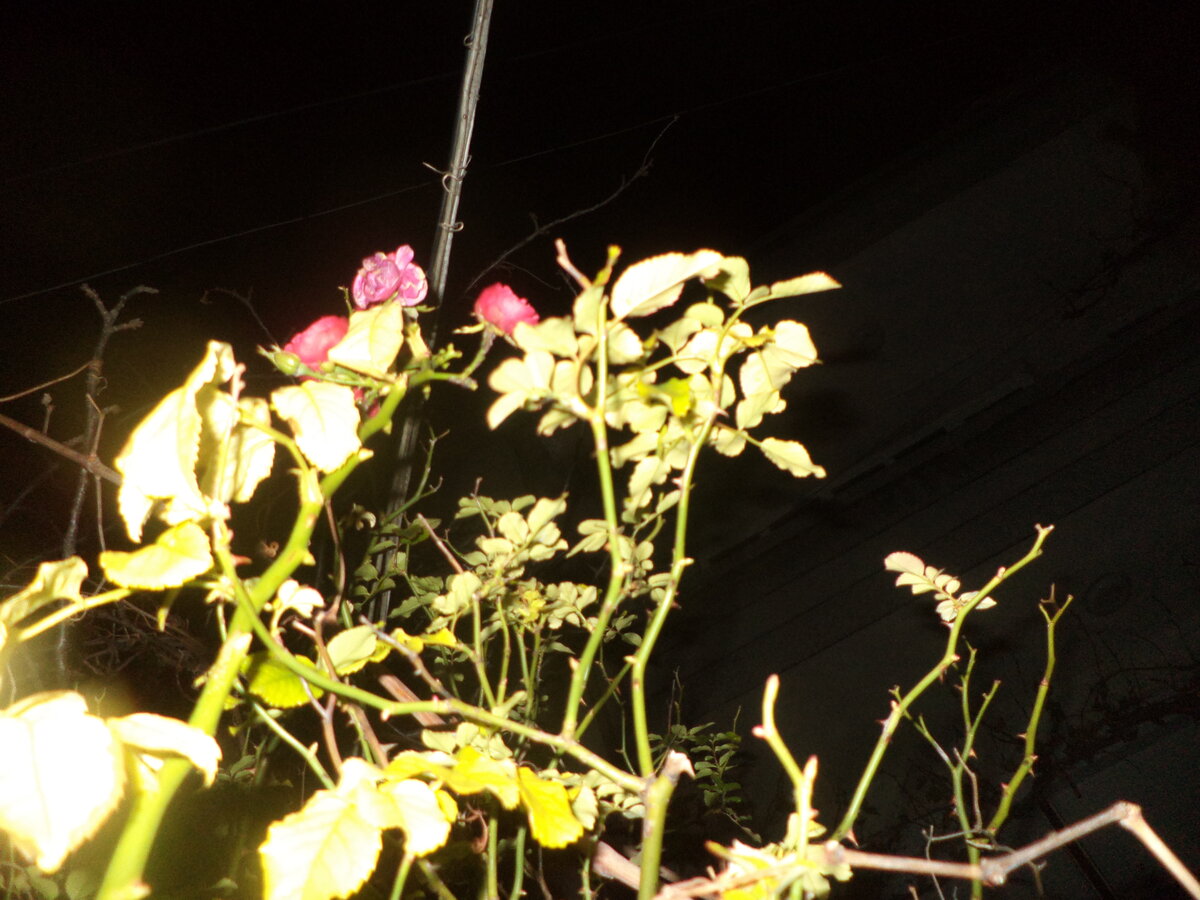DSC01228.JPG