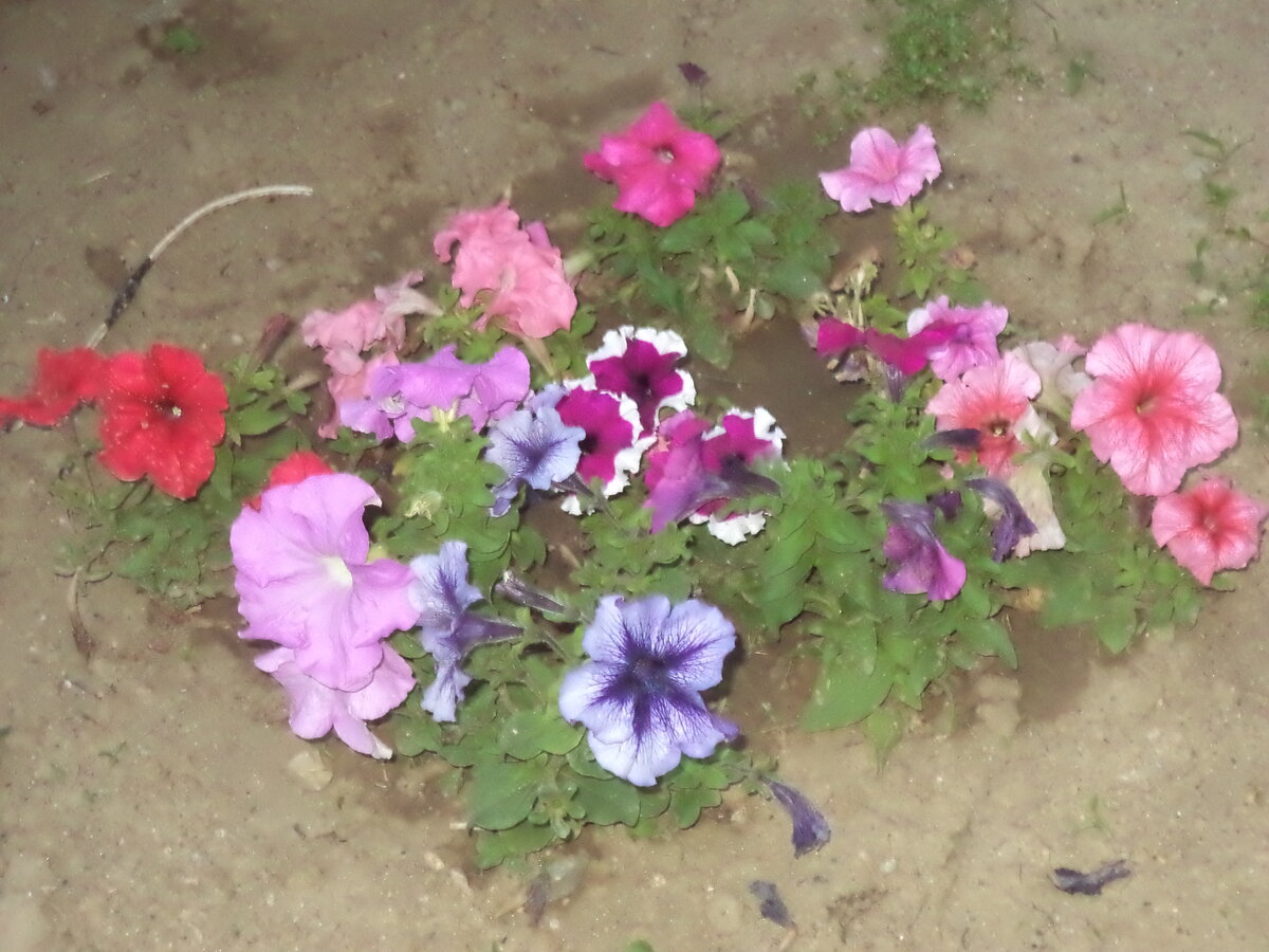 DSC01565.JPG
