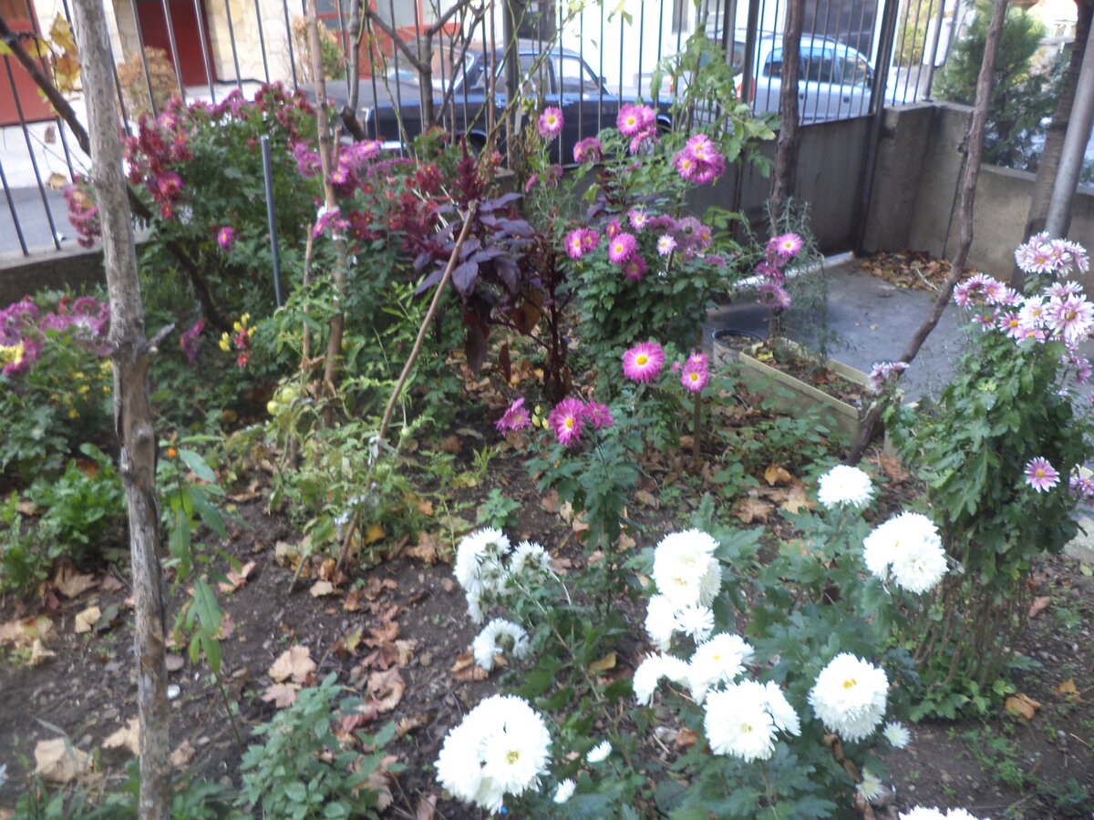 DSC02084.JPG