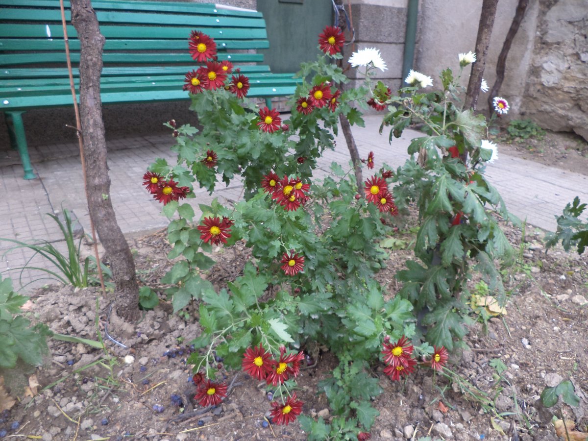 DSC06129.JPG