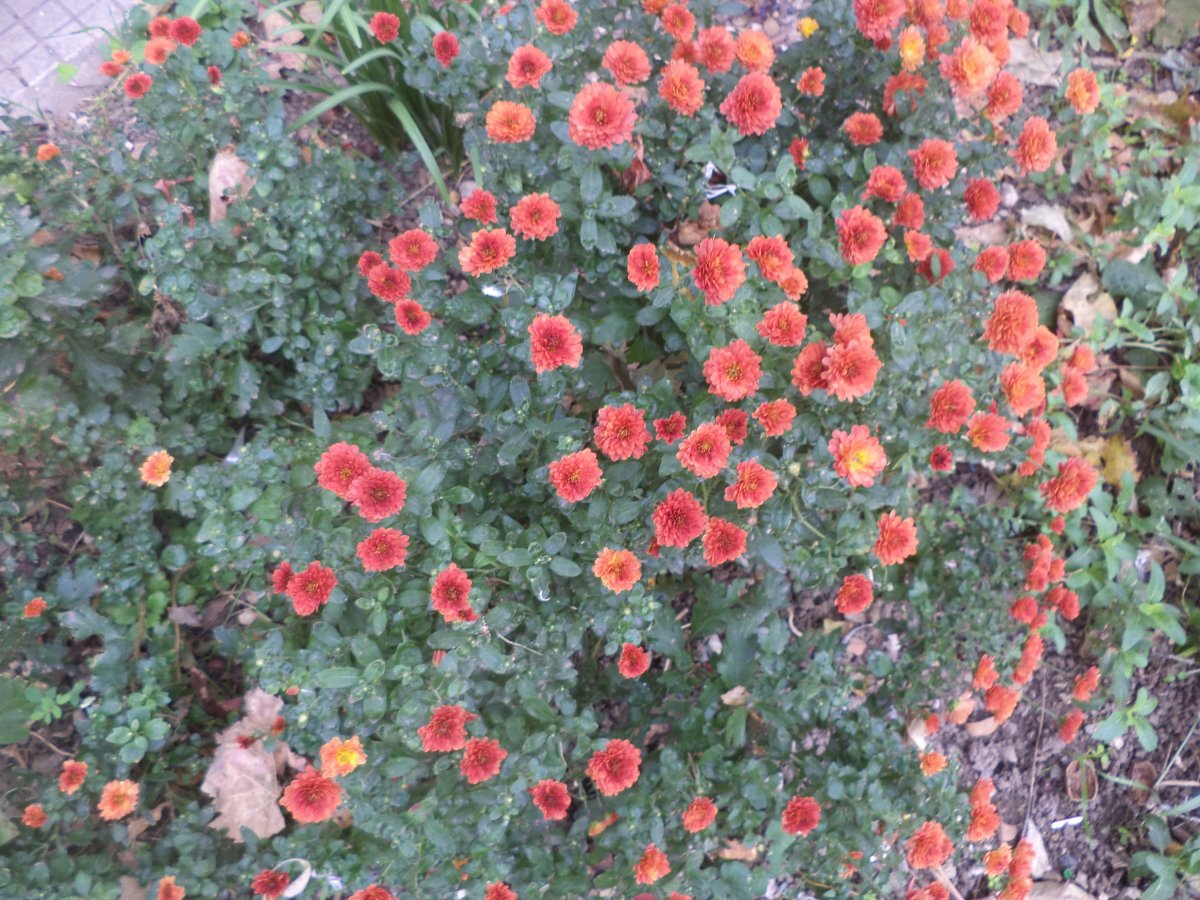 DSC07840.JPG