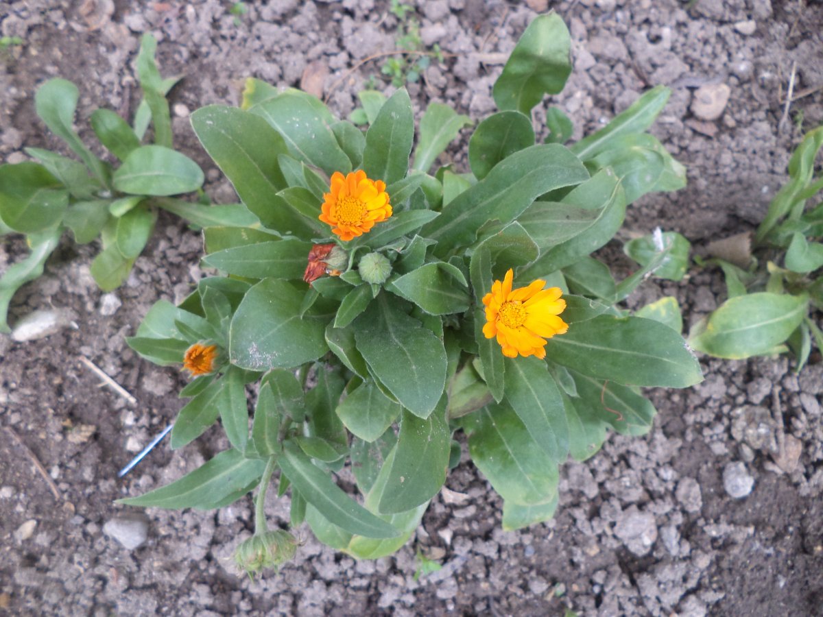DSC08130.JPG