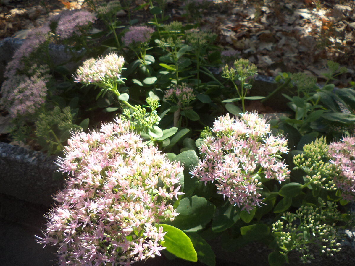 DSC08771.JPG