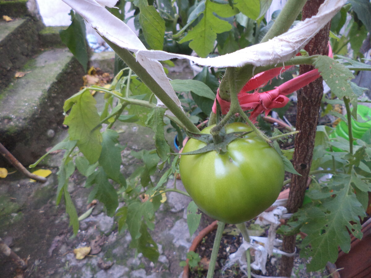 DSC09695.JPG