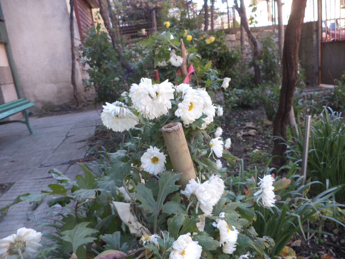 DSC09711.JPG