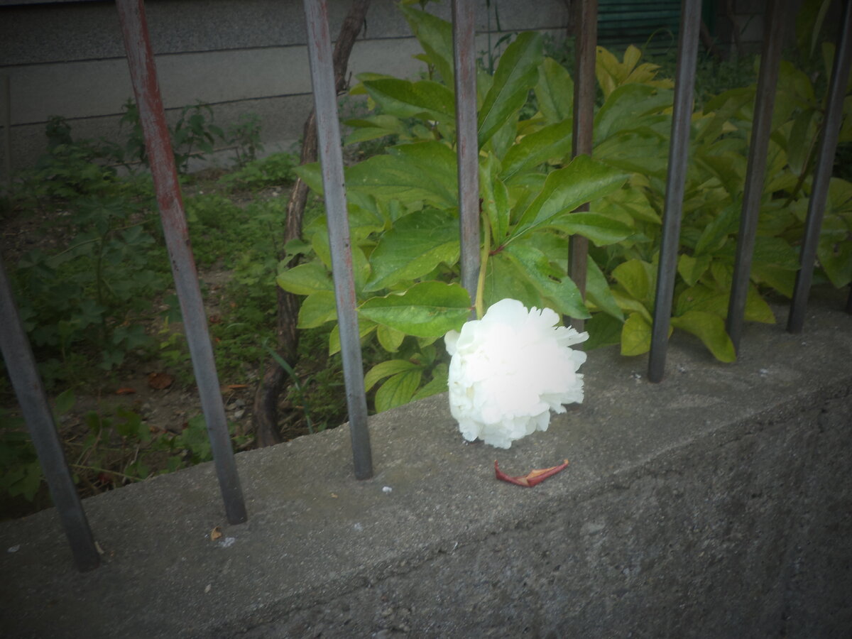 DSC09948.JPG