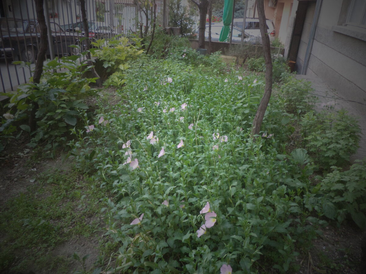 DSC09950.JPG