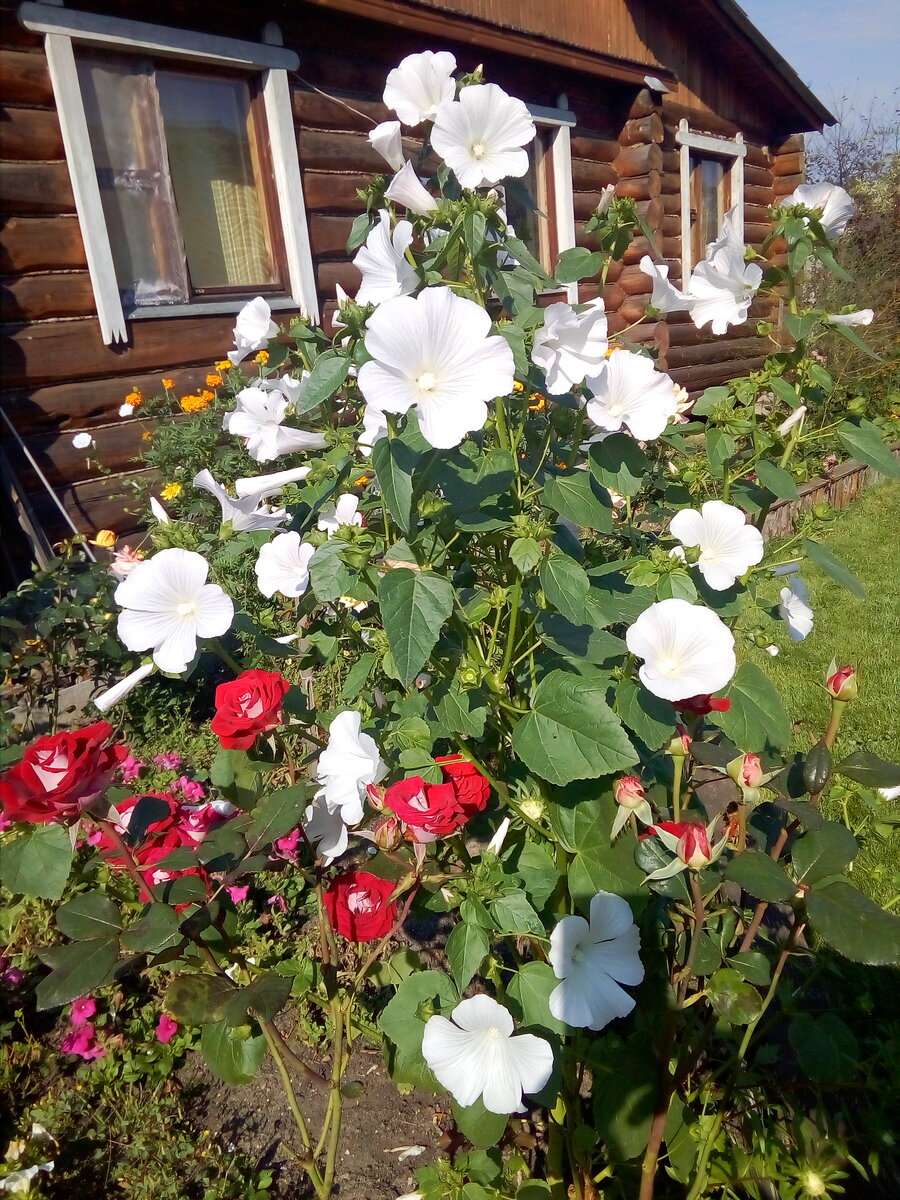 IMG_20190908_103615.jpg