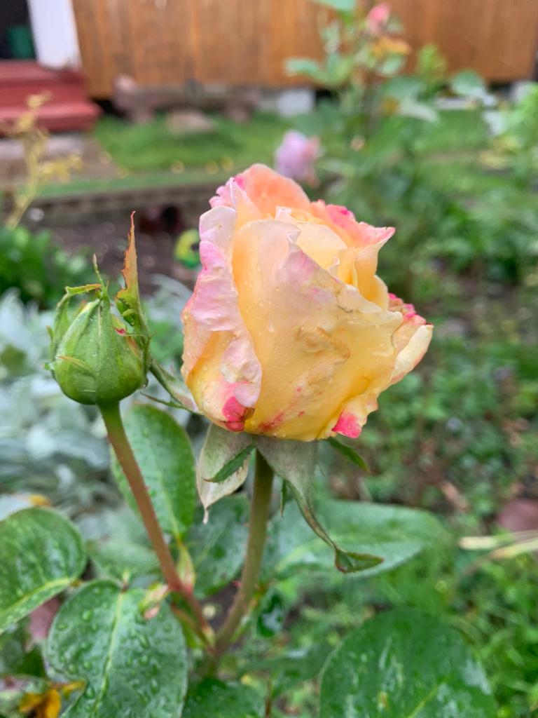 WhatsApp Image 2022-09-19 at 15.43.18 (1).jpeg