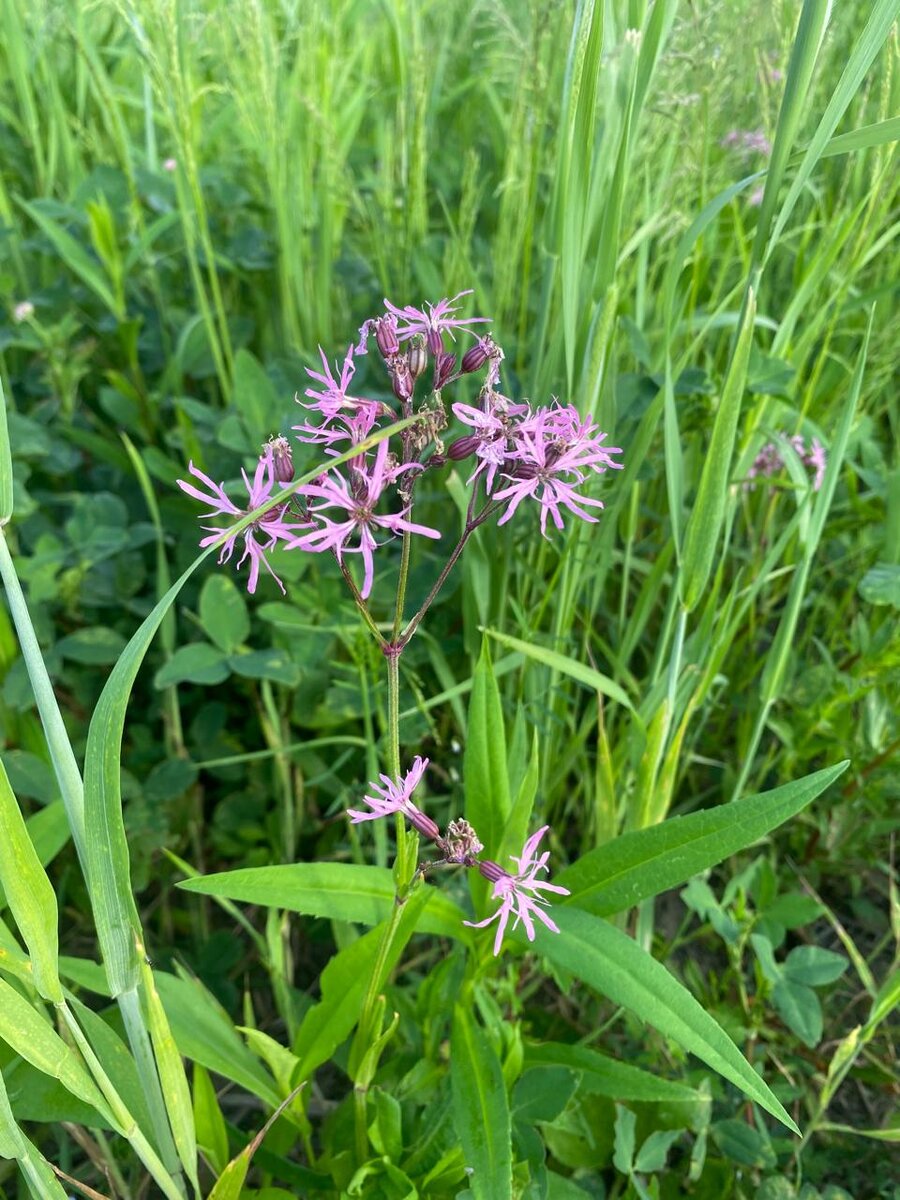 WhatsApp Image 2024-06-06 at 07.50.45.jpeg