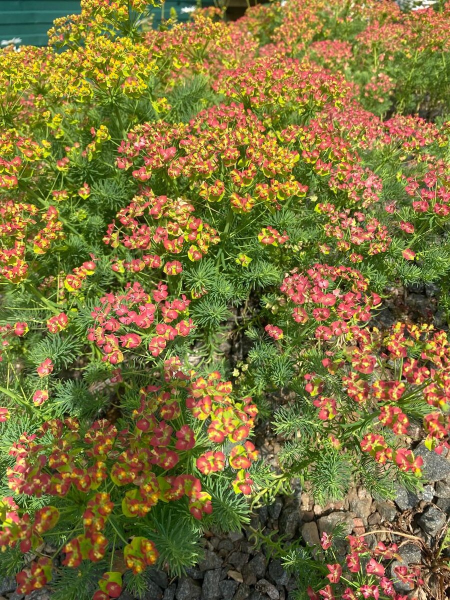 WhatsApp Image 2024-06-06 at 09.51.43.jpeg