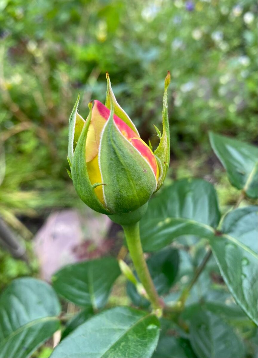 WhatsApp Image 2024-06-17 at 11.25.44 (1).jpeg