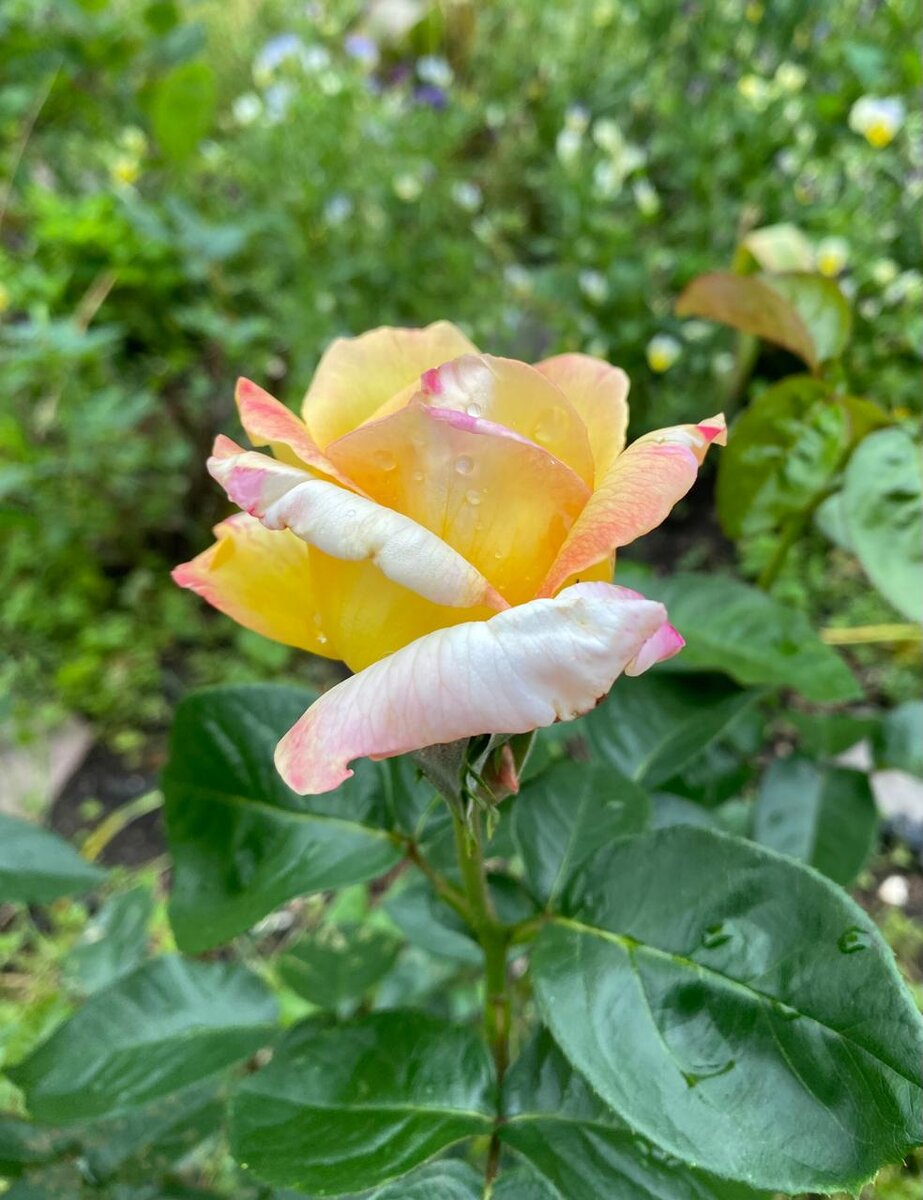 WhatsApp Image 2024-06-17 at 11.25.44.jpeg