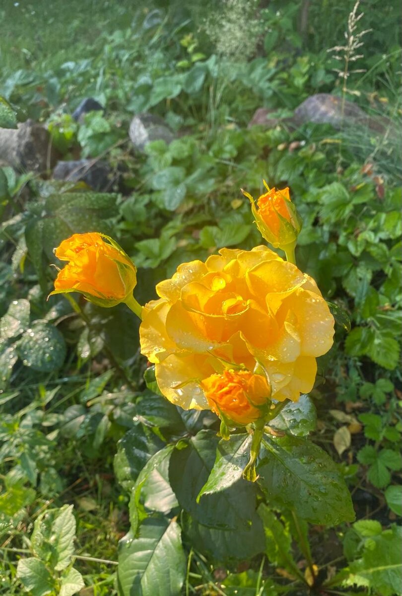 WhatsApp Image 2024-07-10 at 05.09.38 (1).jpeg