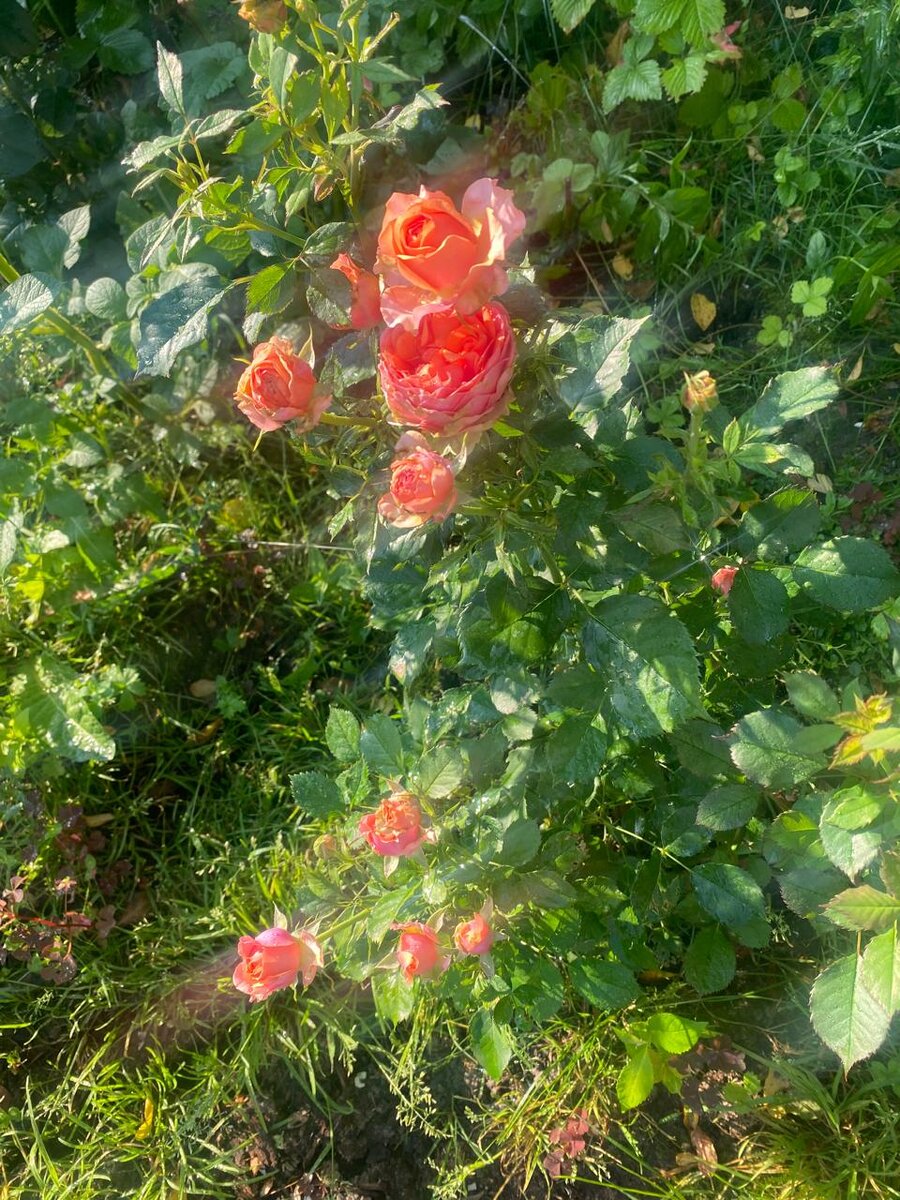 WhatsApp Image 2024-07-10 at 05.09.38 (2).jpeg