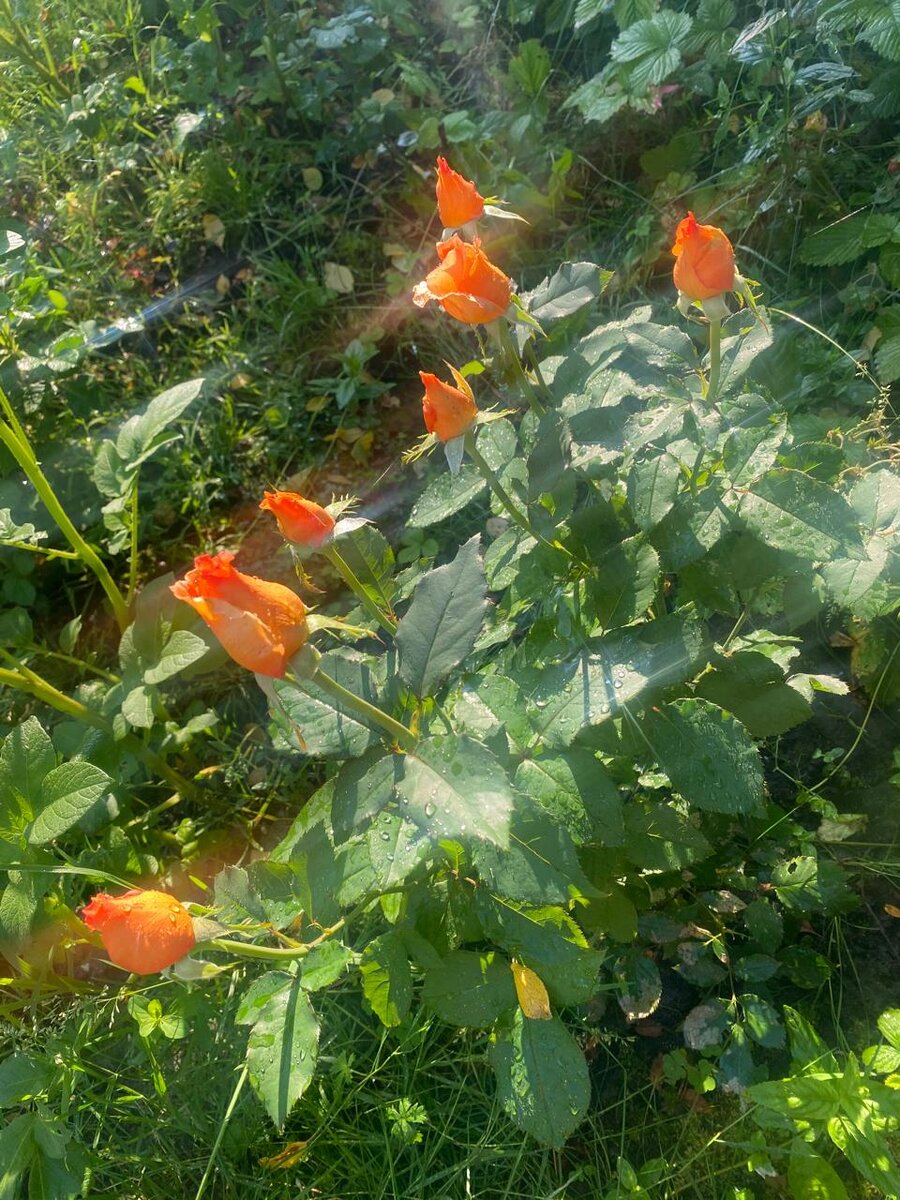 WhatsApp Image 2024-07-10 at 05.09.38 (3).jpeg