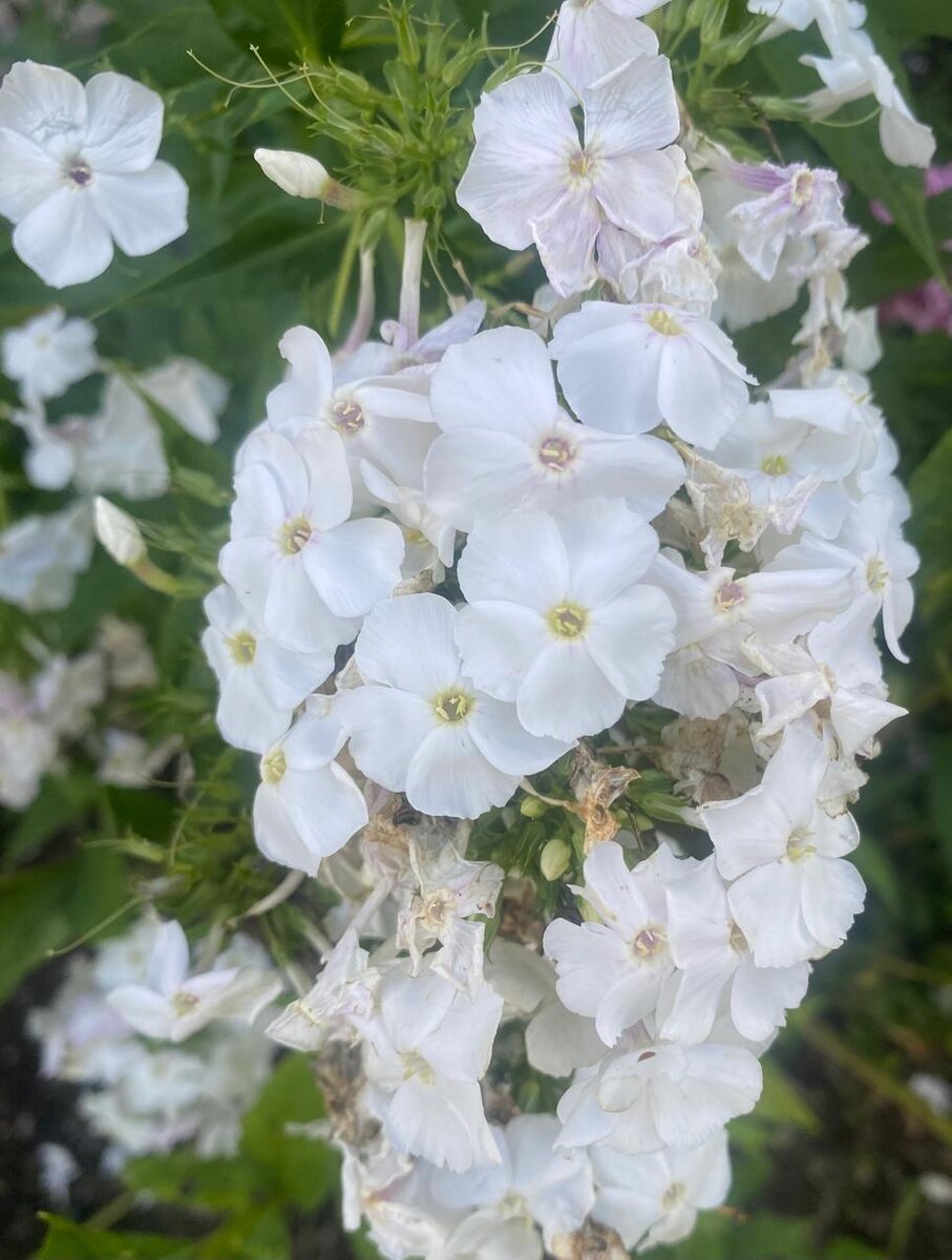 WhatsApp Image 2024-07-24 at 05.42.24 (2).jpeg