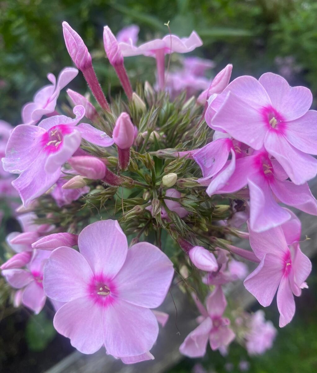 WhatsApp Image 2024-07-24 at 05.42.24.jpeg