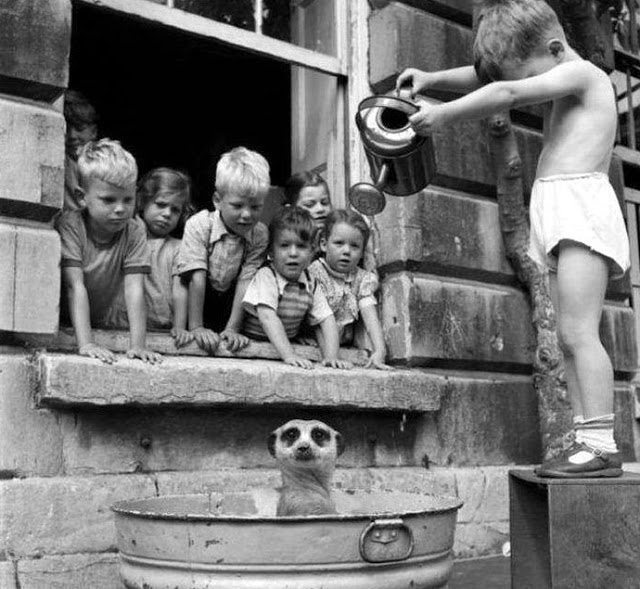 White kids washing Meerkat. South African Children, 1950s.jpg