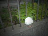 DSC09948.JPG