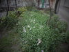 DSC09950.JPG