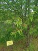 IMG-20250622-WA0037.jpg