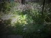 DSC00391.JPG